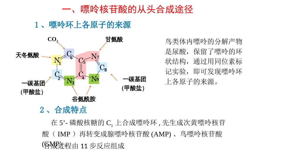 (13)--核苷酸的生物合成_第3页