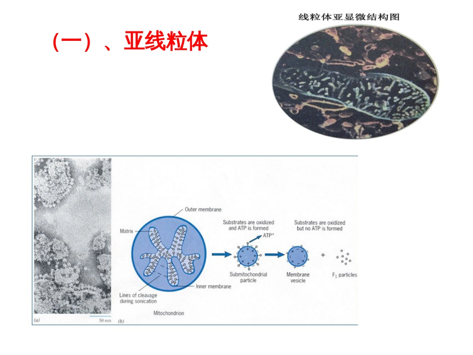 (14)--氧化磷酸化的作用机制_第2页