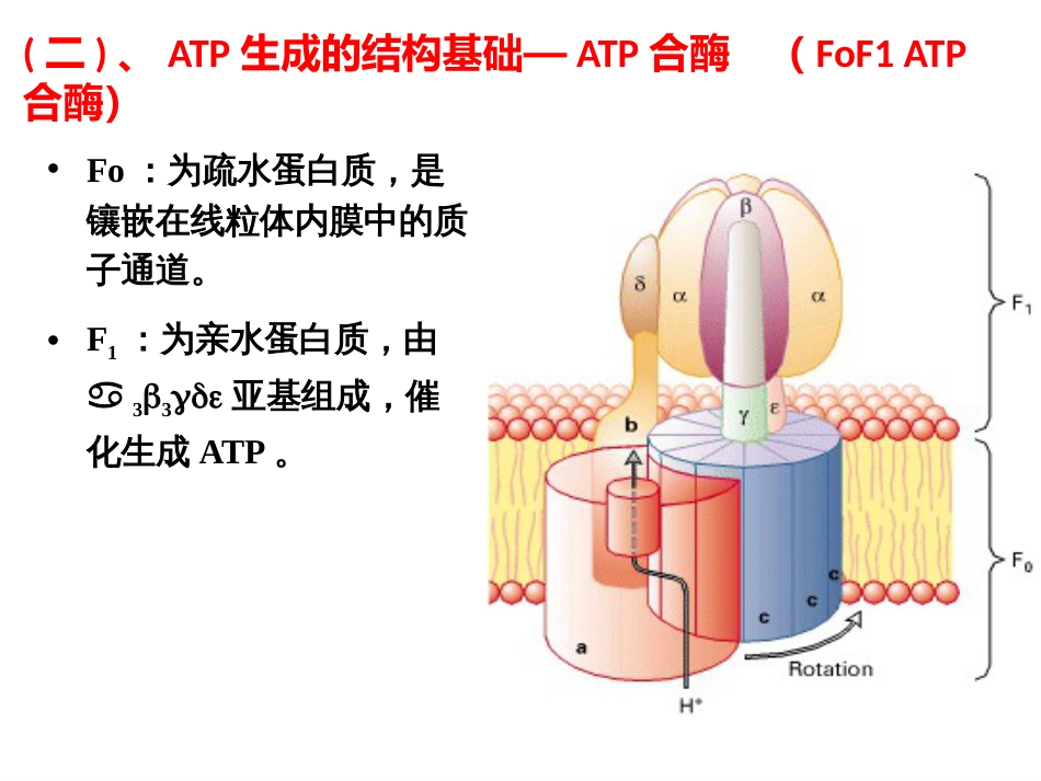 (14)--氧化磷酸化的作用机制_第3页