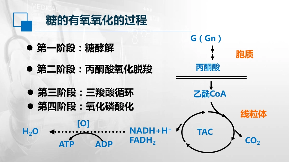 (15)--4.2 糖的有氧氧化生物化学与分子生物学_第3页