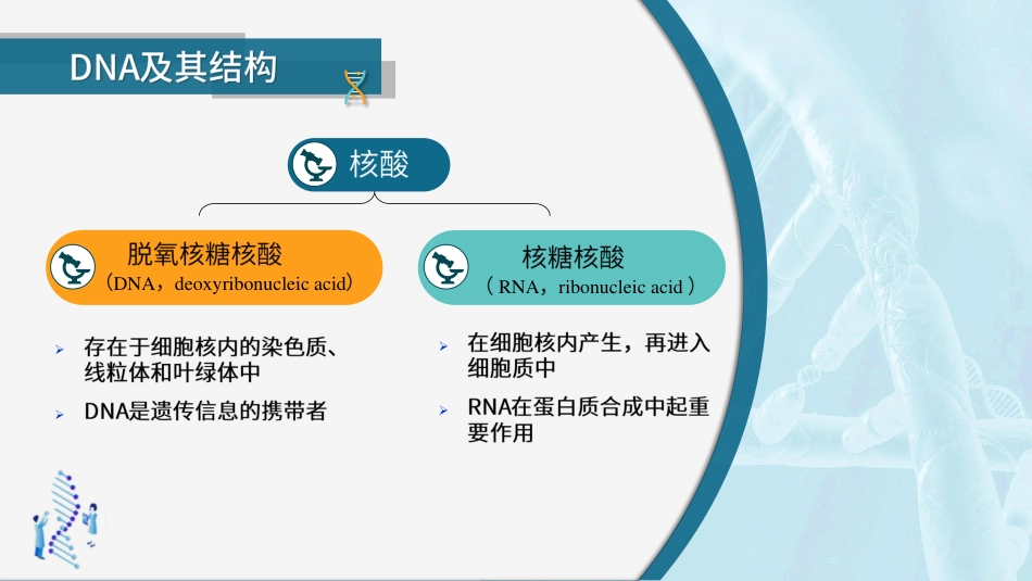 (17)--2.3.2 生物大分子及其机构-DNA及其结构_第3页