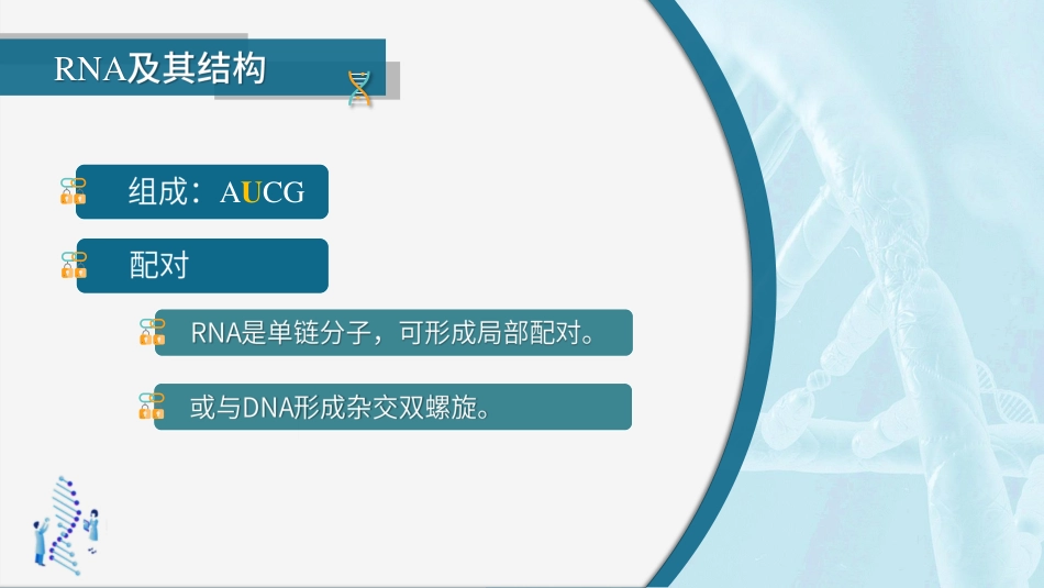 (18)--2.3.3 生物大分子及其机构-RNA及其结构_第3页