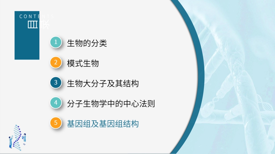 (20)--2.5.1基因组及其结构-病毒基因组_第2页