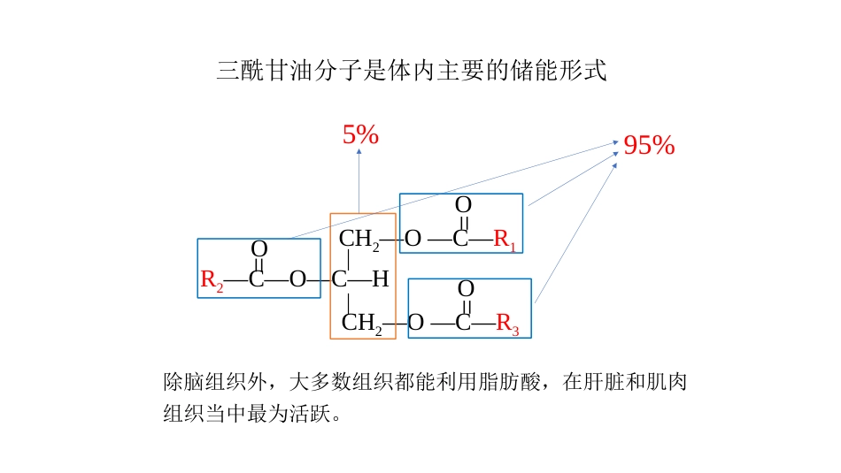 (23)--脂肪酸的β—氧化_第2页