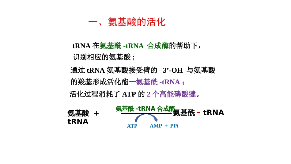 (25)--蛋白质的合成过程_第3页