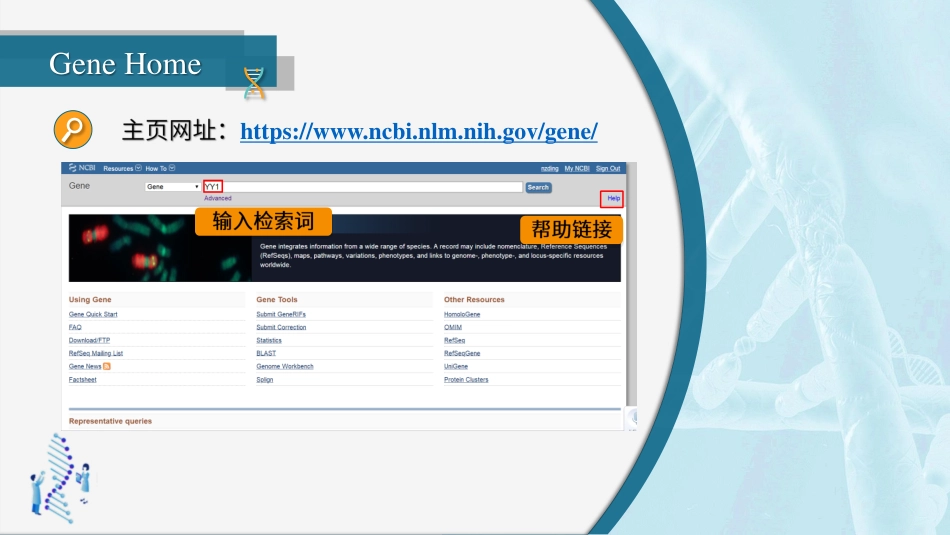 (27)--3.2.6 NCBI中重要子库介绍Gene_第3页