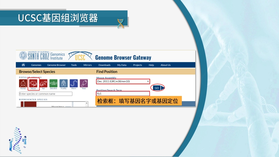 (29)--3.3.2 UCSC基因组浏览器生物信息学_第2页