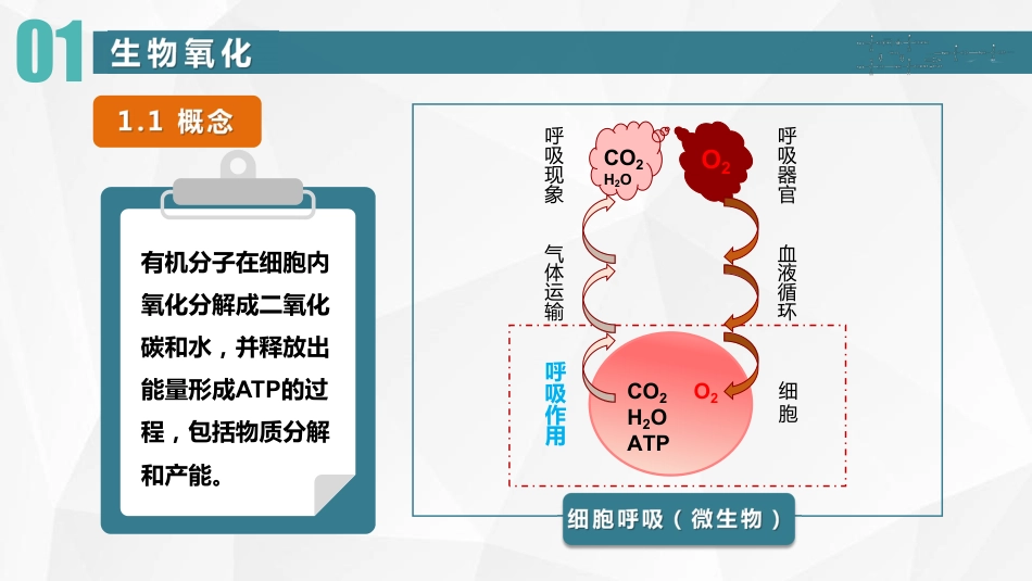 (29)--17 生物氧化生物化学_第3页