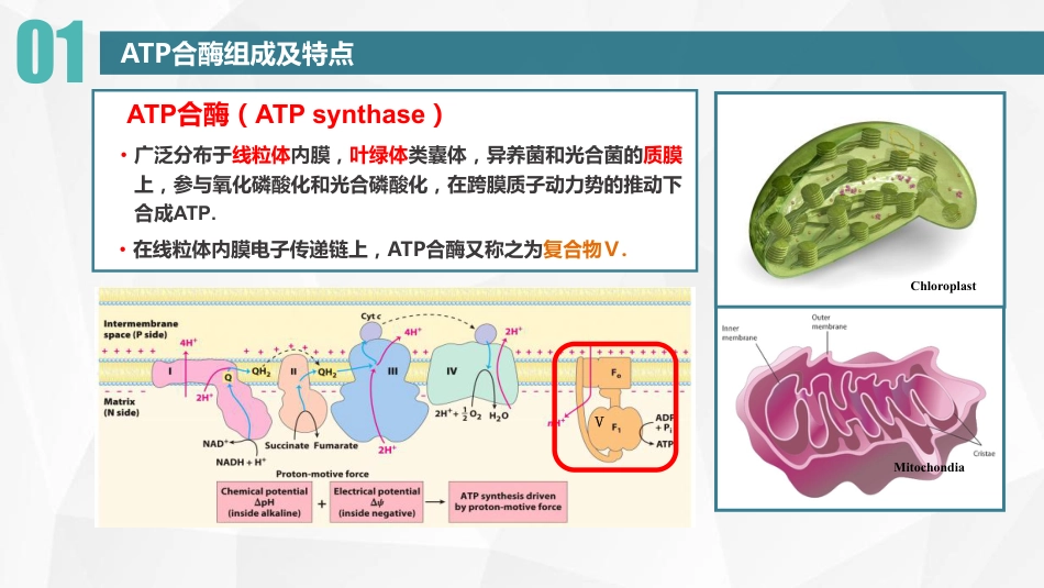 (30)--18 腺苷三磷酸ATP的合成_第3页