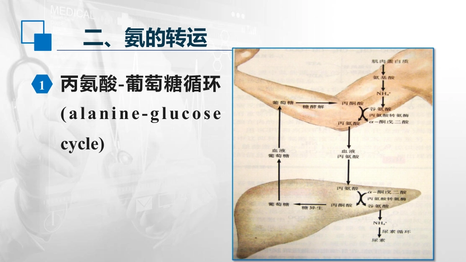 (31)--7.3氨的代谢生物化学与分子生物学_第3页