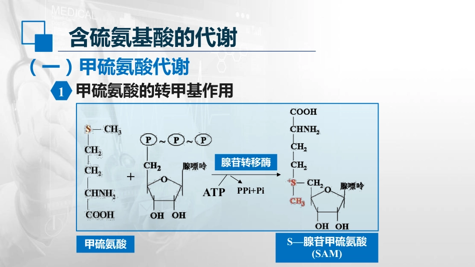 (33)--7.5含硫氨基酸代谢_第3页