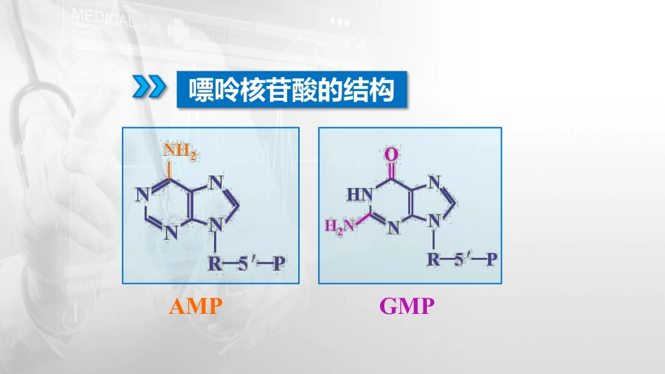 (35)--8.1嘌呤核苷酸代谢_第2页