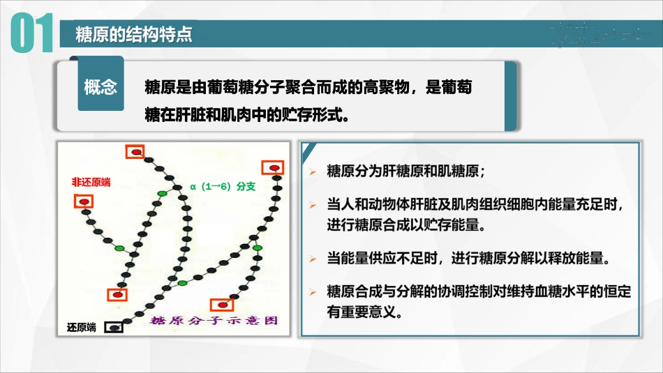 (40)--25 糖原的分解与合成_第3页