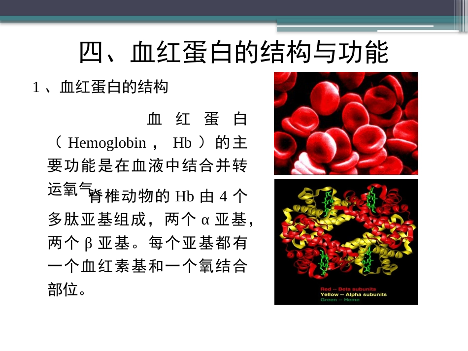 (41)--知识点21-血红蛋白的结构与功能_第3页