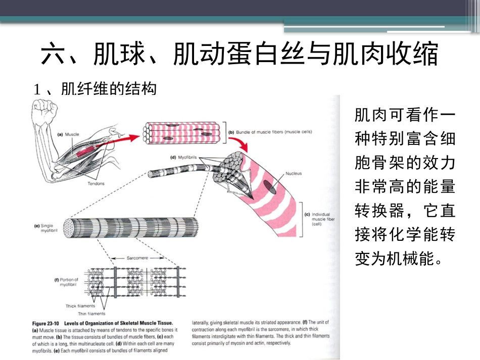 (43)--知识点23-肌球肌动蛋白丝与肌肉收缩_第3页