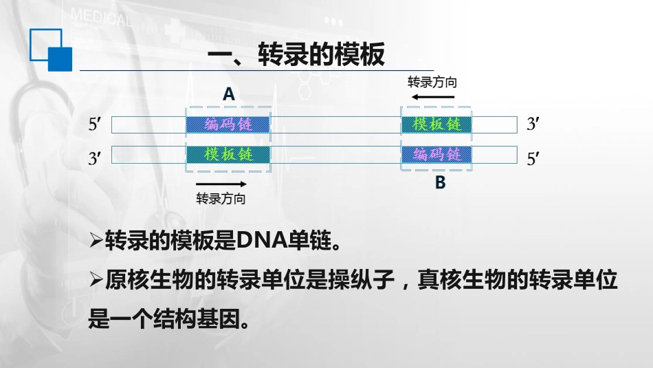 (46)--12.1转录的模板及RNA聚合酶_第3页