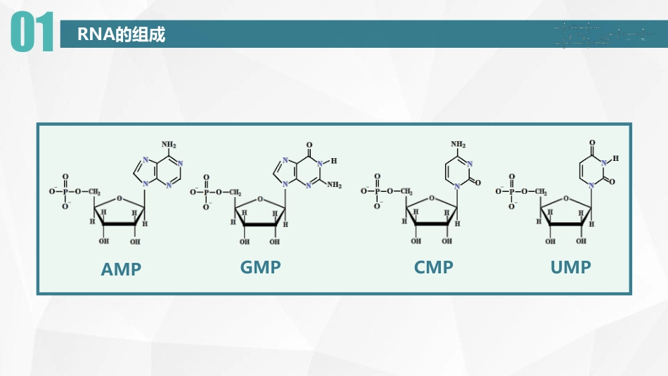 (46)--RNA的种类与结构_第3页