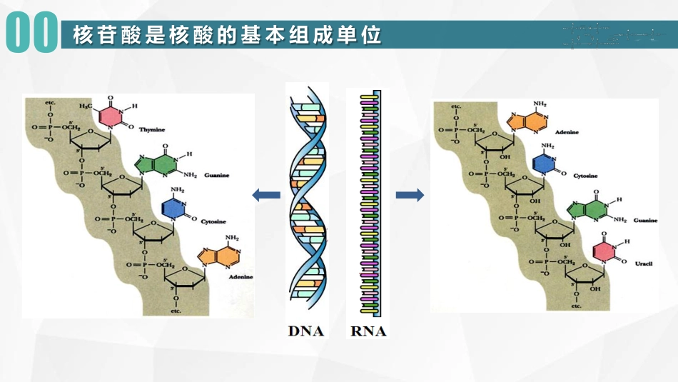 (47)--核苷酸生物化学_第3页