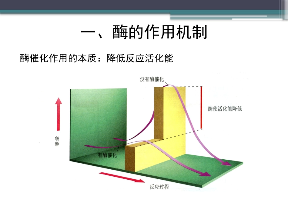 (49)--知识点29-酶的作用机制_第3页