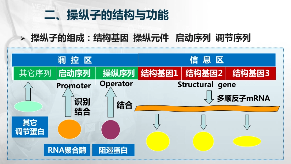 (54)--14.2操纵子的结构与功能_第3页