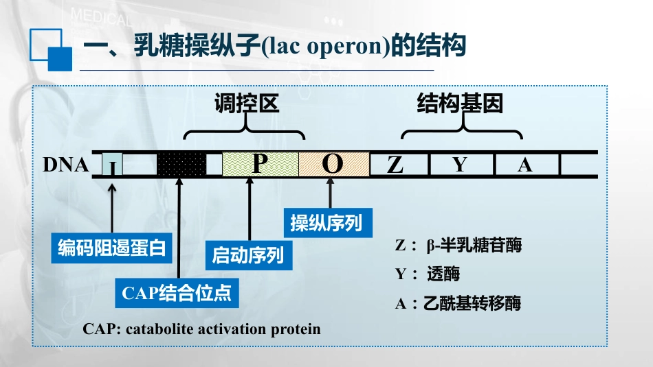 (55)--14.3乳糖操纵子的结构与功能_第2页