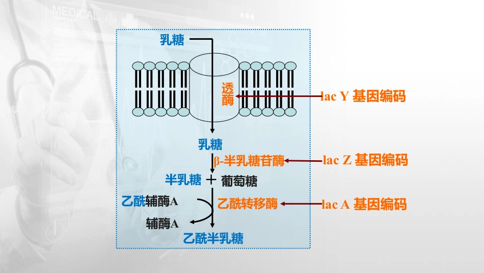 (55)--14.3乳糖操纵子的结构与功能_第3页