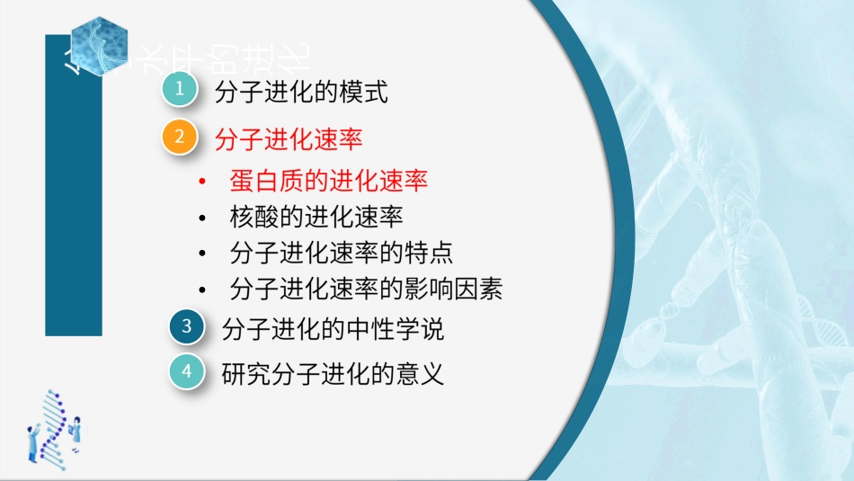 (59)--6.2.2 分子进化速率-蛋白质的进化速率_第3页