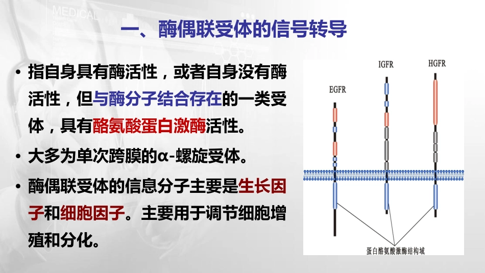 (59)--15.3酶偶联受体和胞内受体介导的信号转导途径_第2页