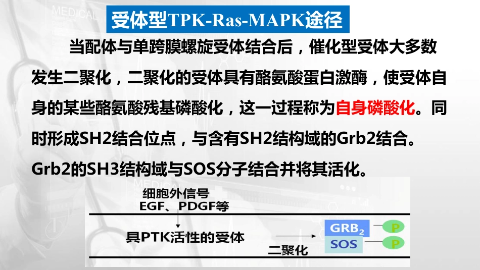 (59)--15.3酶偶联受体和胞内受体介导的信号转导途径_第3页