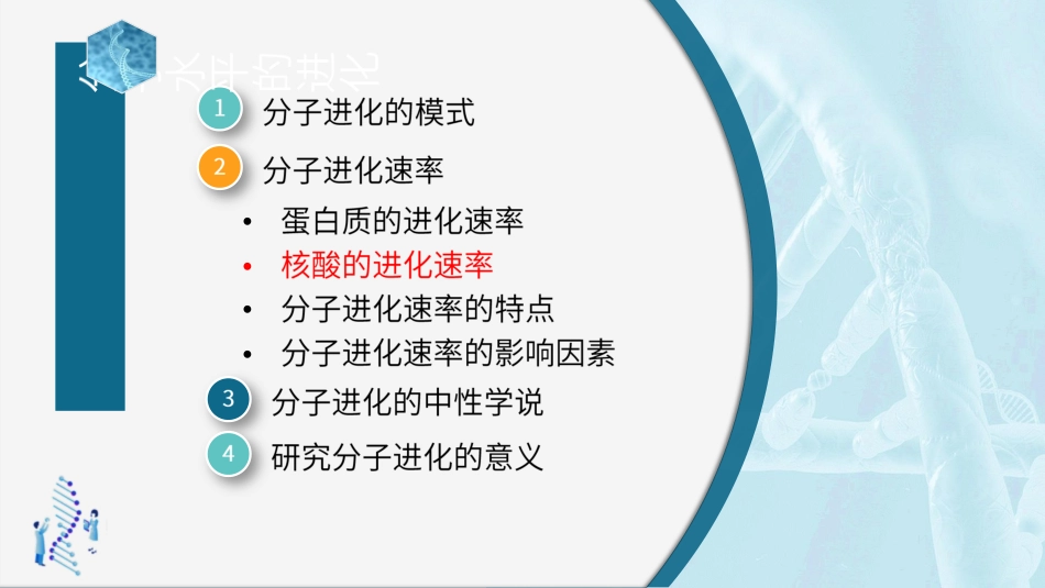 (60)--6.2.3分子进化速率-核酸的进化速率_第3页