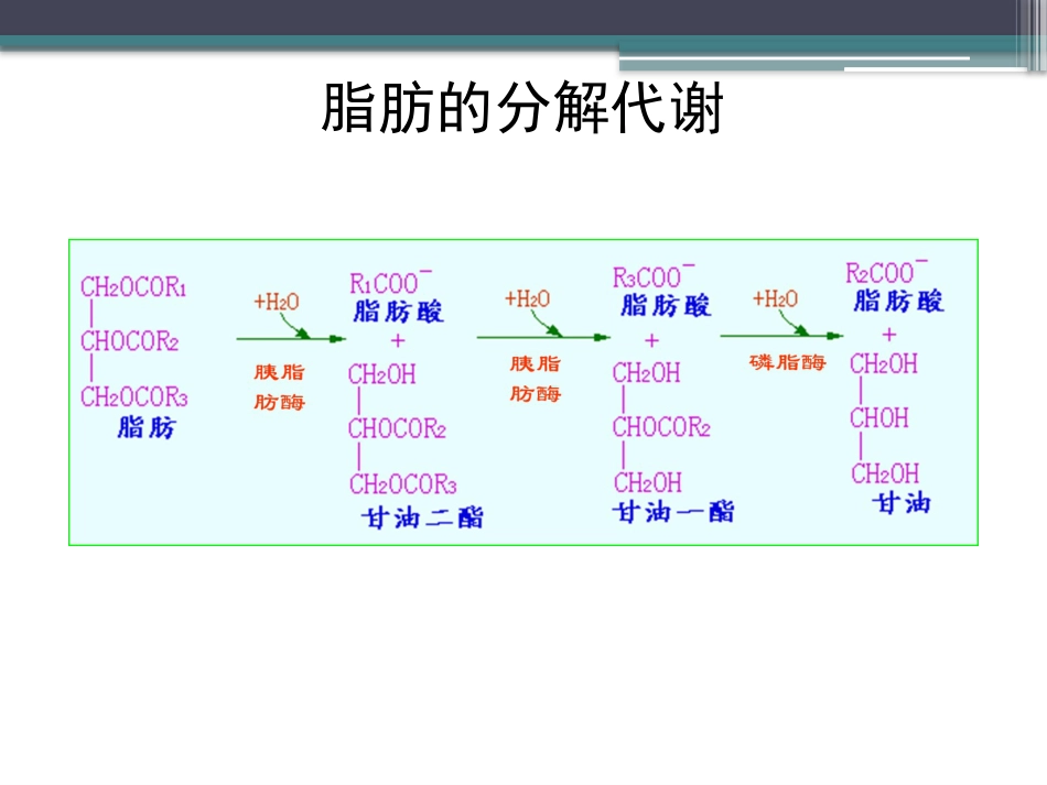 (83)--知识点63-脂肪的分解代谢1生物化学_第3页