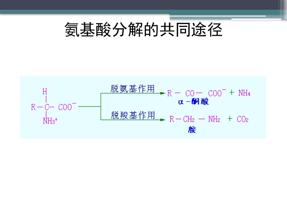 (88)--知识点68-氨基酸分解的共同途径_第3页