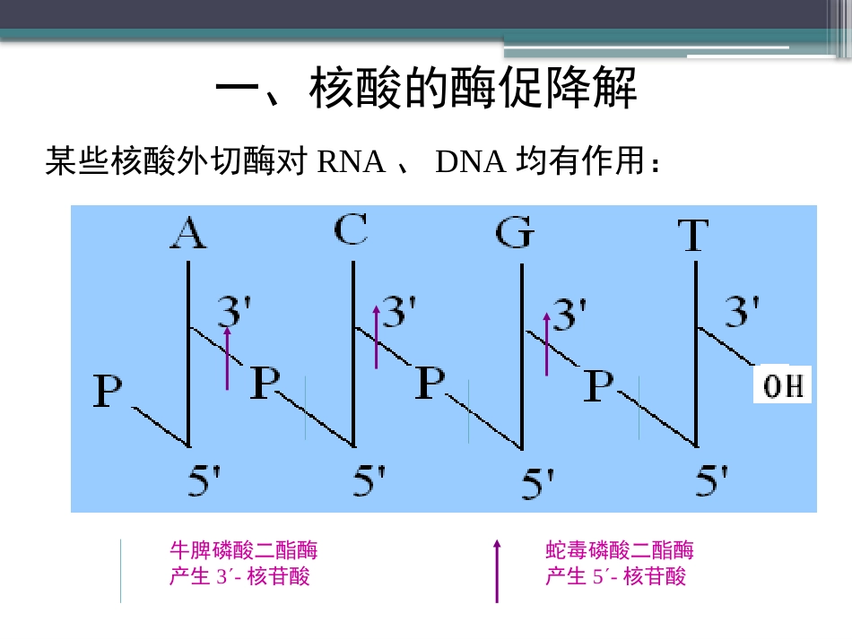 (90)--知识点70-核酸的酶促降解生物化学_第3页