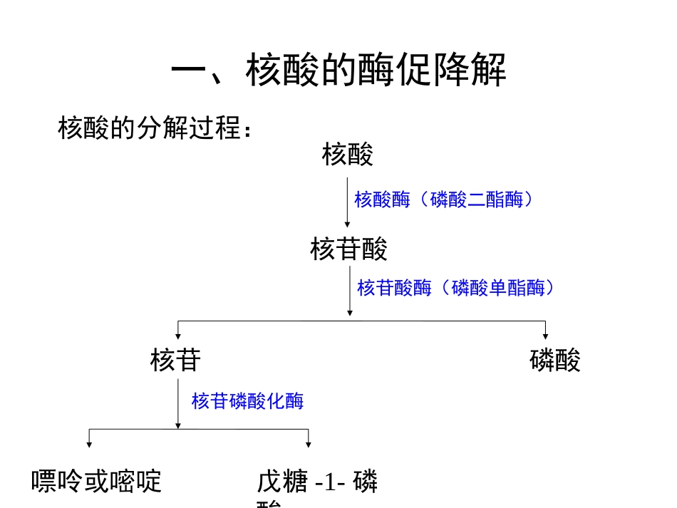 (102)--第九章、核苷酸的代谢生物化学_第3页