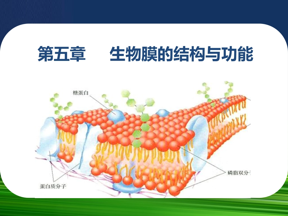 5-1 细胞膜的结构_第1页