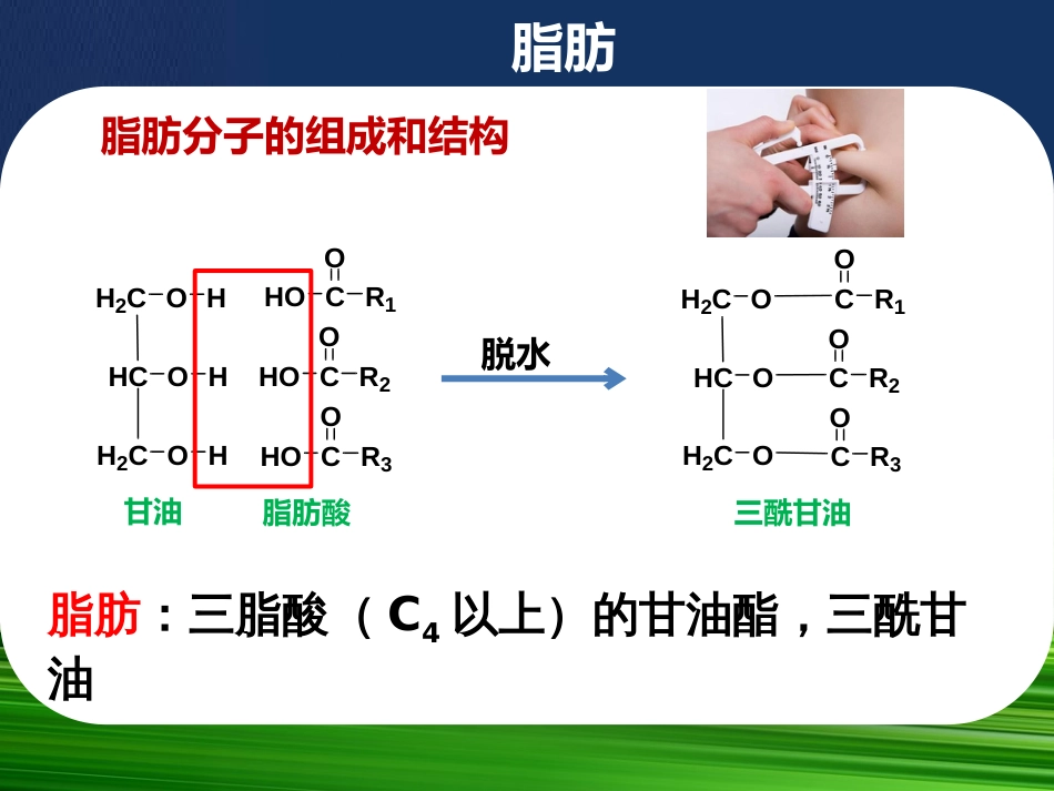 7.3脂肪的分解代谢_第2页