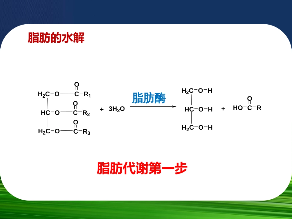 7.3脂肪的分解代谢_第3页