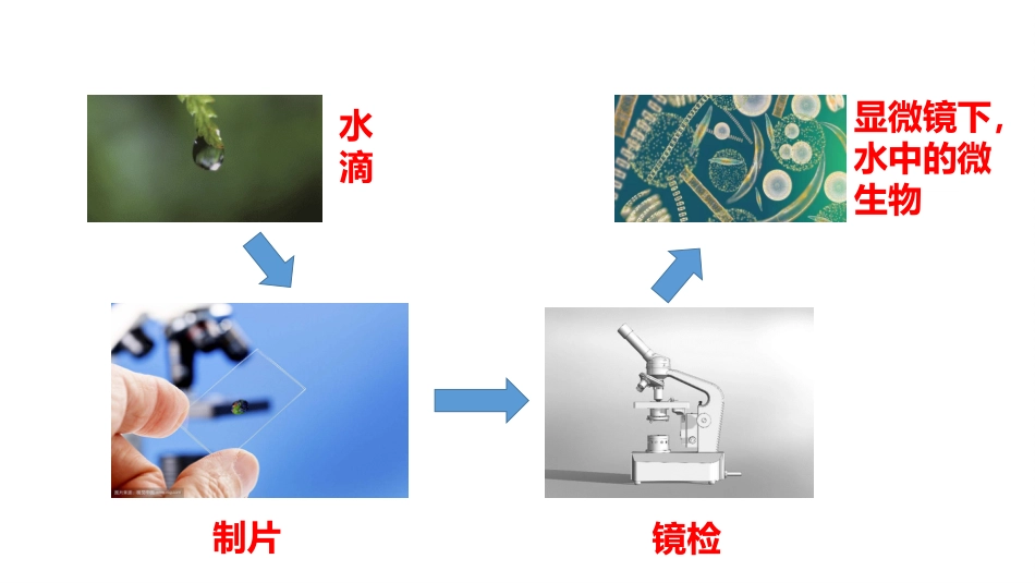 (1)--0.1微生物和微生物学_第3页