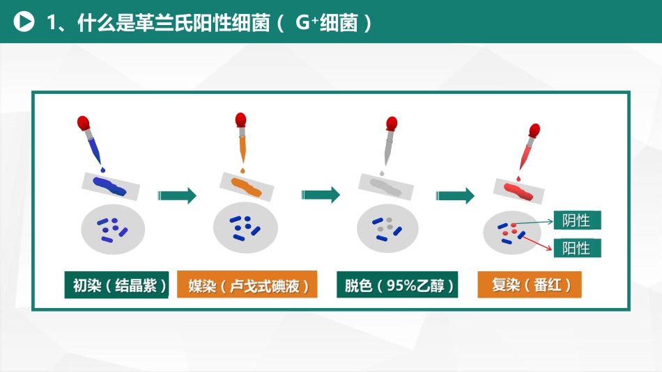 (1)--1.1革兰氏阳性细菌细胞壁的结构和成分_第3页