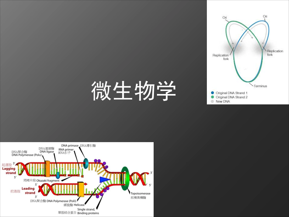 (1.7)--7 第七章 微生物的遗传变异和育种_第1页