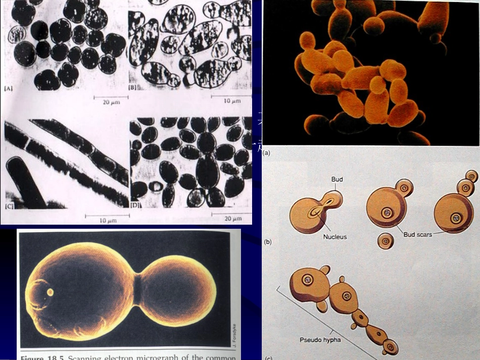 (6)--2.2酵母菌微生物学_第3页