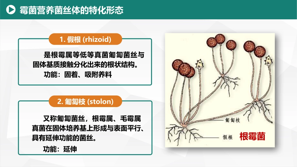 (6)--2.2霉菌营养菌丝体的特化形态(1) 美化_第2页