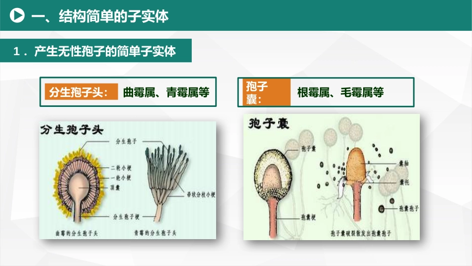 (7)--2.3霉菌气生菌丝体的特化形态(1) 美化_第3页