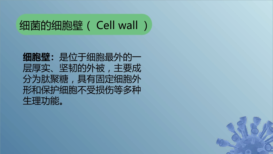 (18)--2.1.4 细菌的细胞壁_第1页