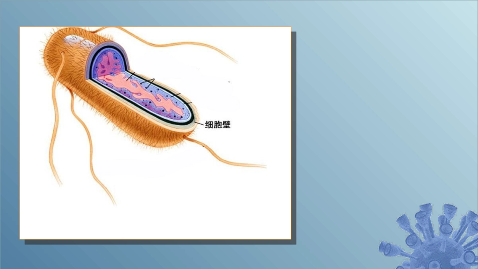 (18)--2.1.4 细菌的细胞壁_第2页