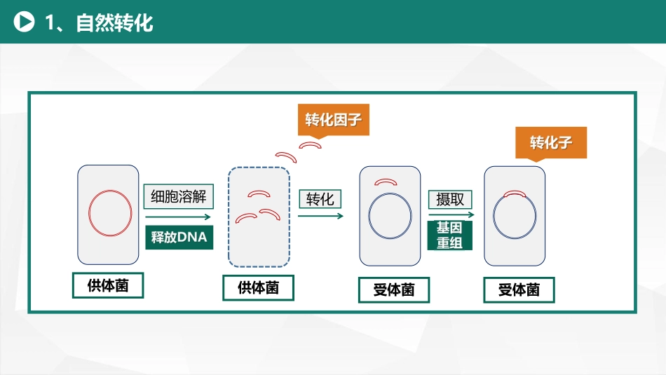 (18)--7.3 微生物的基因重组方式-转化_第2页