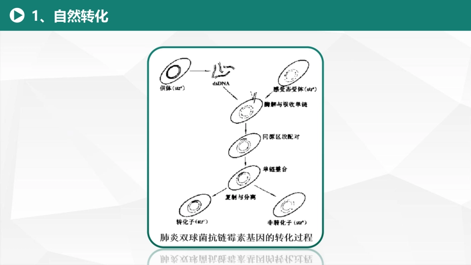 (18)--7.3 微生物的基因重组方式-转化_第3页