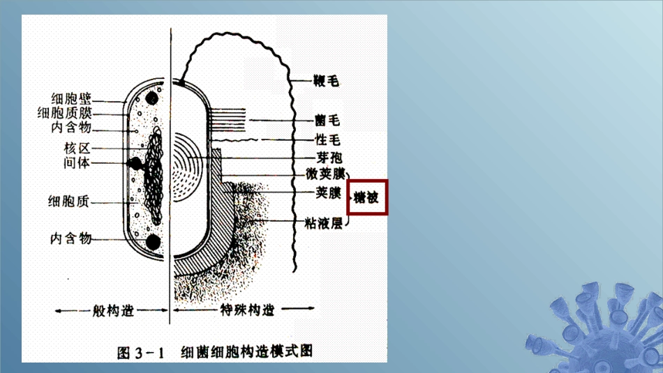 (21)--2.1.7 细菌的糖被微生物学_第1页