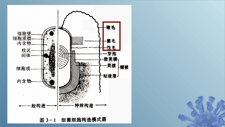 (22)--2.1.8 细菌的鞭毛、菌毛与性毛_第1页