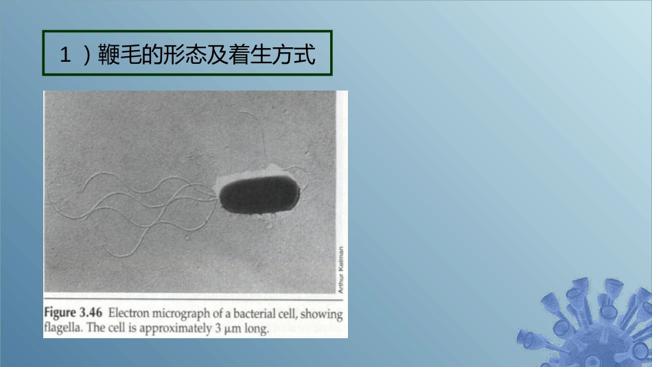 (22)--2.1.8 细菌的鞭毛、菌毛与性毛_第3页